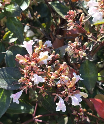 Image of Glossy Abelia