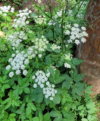 Ground Elder