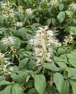 Bottlebrush Buckeye