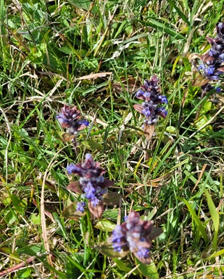 Bugle