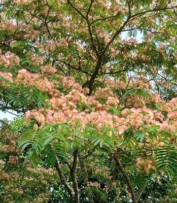 Persian Silk Tree