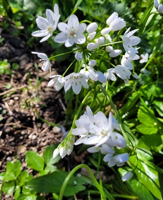 Image of White Garlic