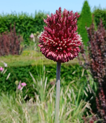 Round Headed Leek