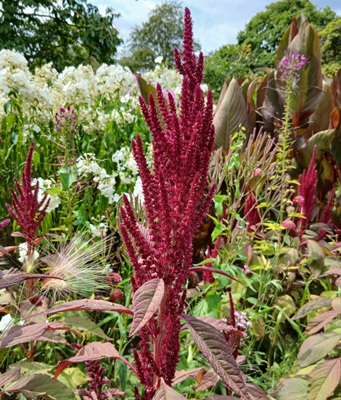 Red Amaranth