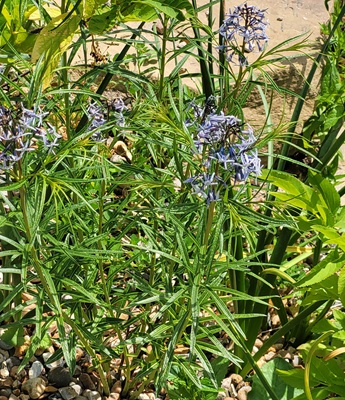 Theadleaf Bluestar