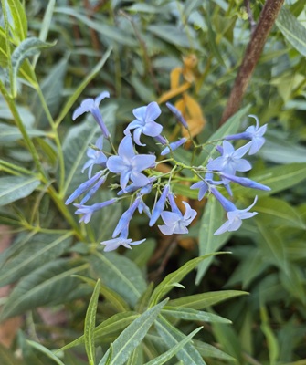 Eastern Bluestar