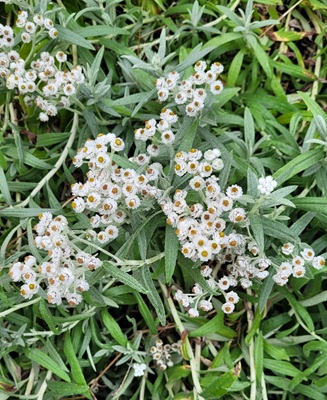 Image of Pearly Everlasting