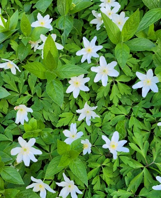 Image of Wood Anemone