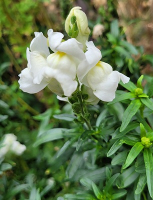 Image of Snapdragon