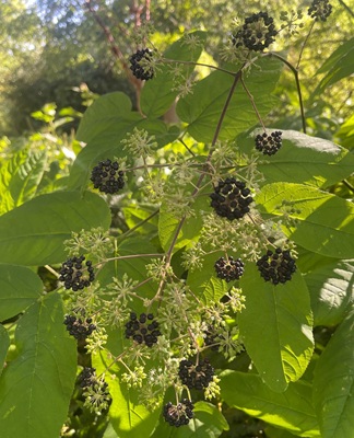 Image of American Spikenard