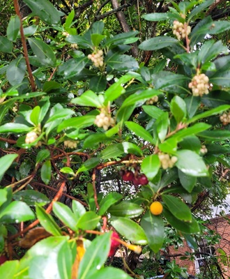 Image of Stawberry Tree