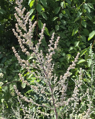 Common Mugwort