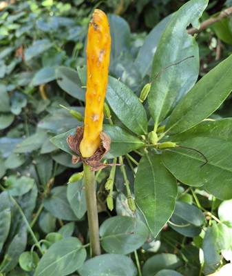 Image of Italian Arum
