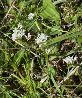 Squinancy wort