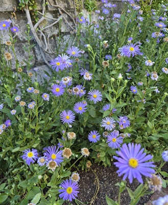 Italian Aster