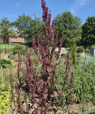 Garden Orache