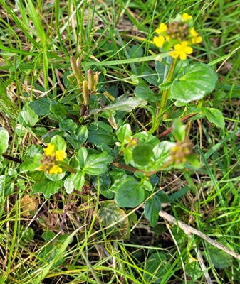 Image of Medium Flowered Winter-cress