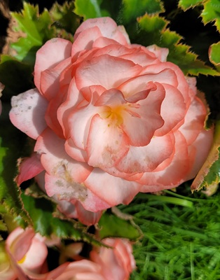 Small Image