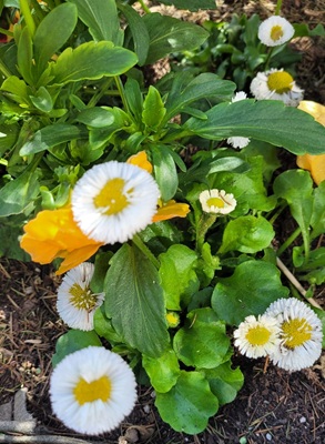 Image of Common Daisy