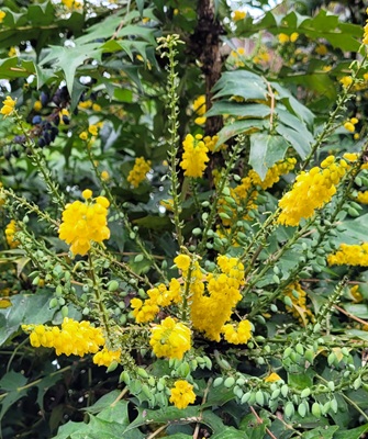 Image of Leatherleaf mahonia