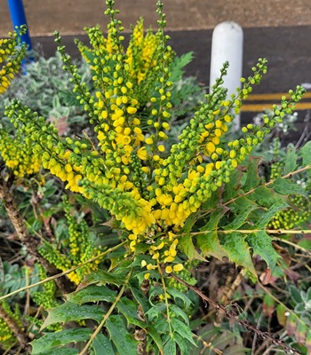 Image of Leatherleaf mahonia