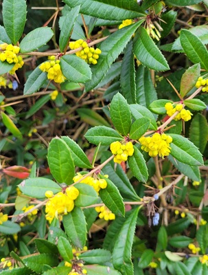 Image of Wintergreen Berberry