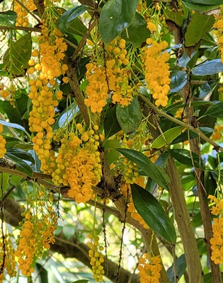 Image of Common Barberry
