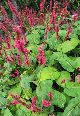 Image of Red Bisort