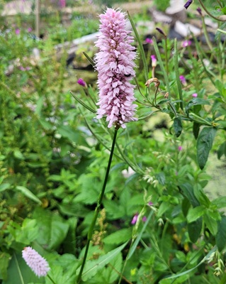 Image of Comon Bistort