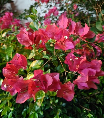 Small Image