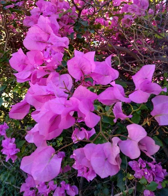 Small Image