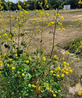 Black Mustard