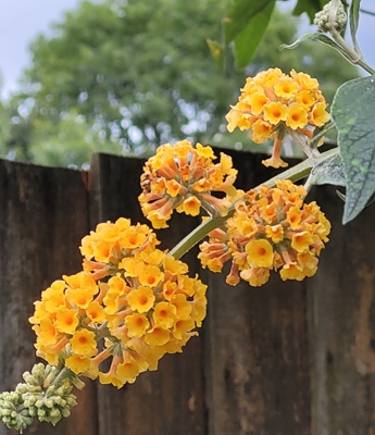 Image of Orange Ball Tree