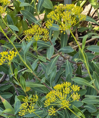 Shrubby Hare's Ear
