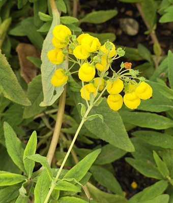 Image of Bush Slipperwort