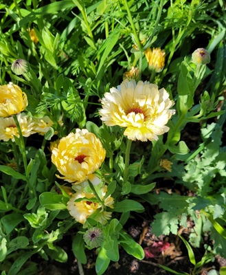 Small Image