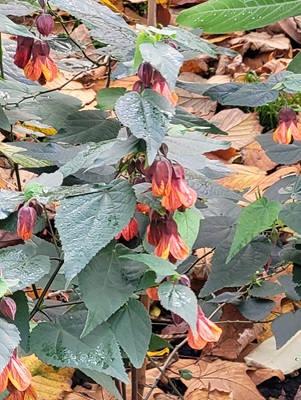 Image of Trailing Abutilon