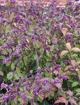 Image of Bodinier's Beautyberry