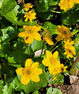 Image of Yellow Marsh Marigold