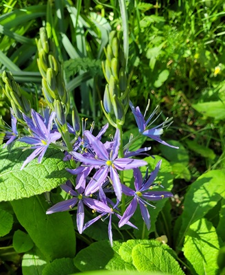 Image of Large Camas