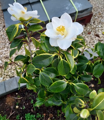 Image of Japanese Camellia