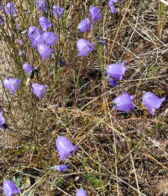 Image of Harebell