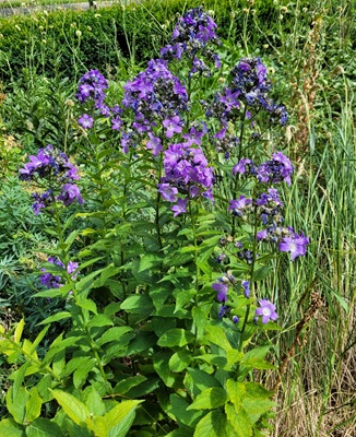Image of Giant Bellflower
