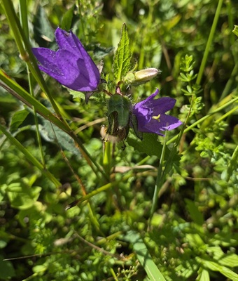 Nettle-leaved Bellflower