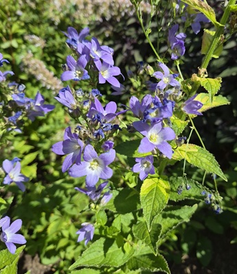 Giant Bellflower