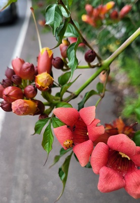 Image of Trumpet Creeper