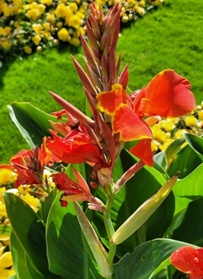 Small Image