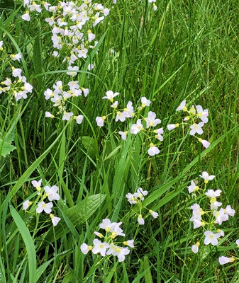 Image of Cuckoo Flower