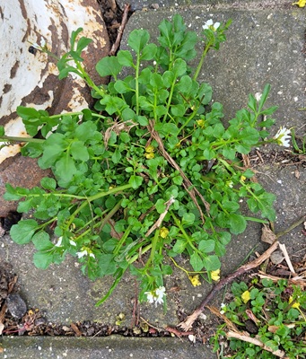 Image of Hairy Bittercress
