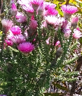 Pyrenean Thistle